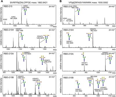 In Planta Production of the Receptor-Binding Domain From SARS-CoV-2 With Human Blood Group A Glycan Structures